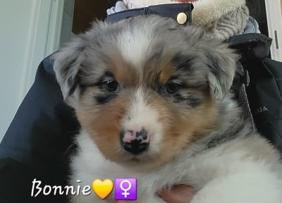 Les chiots de Berger Australien