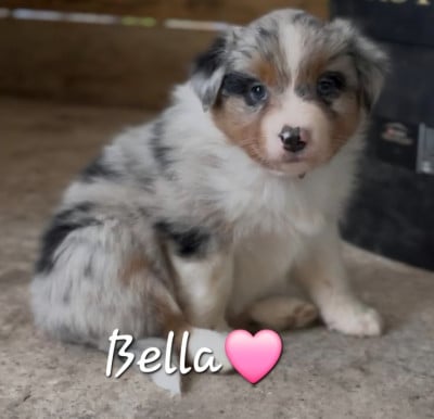 Les chiots de Berger Australien