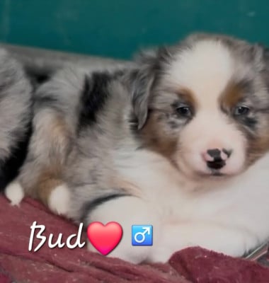 Les chiots de Berger Australien