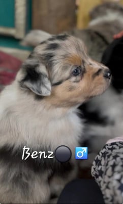 Les chiots de Berger Australien