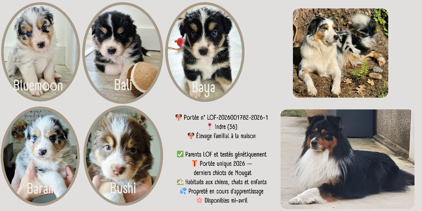 Berger Australien - Du Grand Chêne De La Vallée Noire