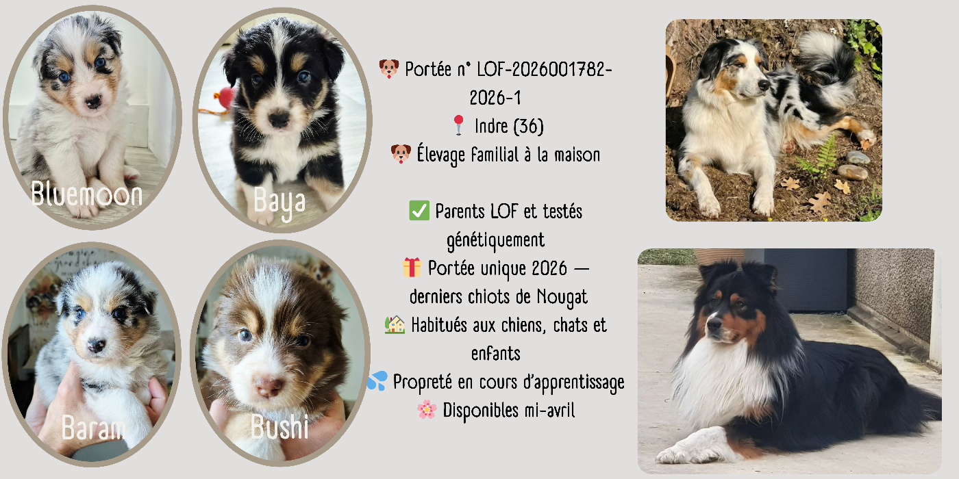 Berger Australien - Du Grand Chêne De La Vallée Noire