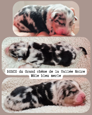 Les chiots de Berger Australien