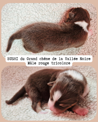 Les chiots de Berger Australien