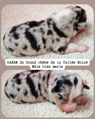 Les chiots de Berger Australien