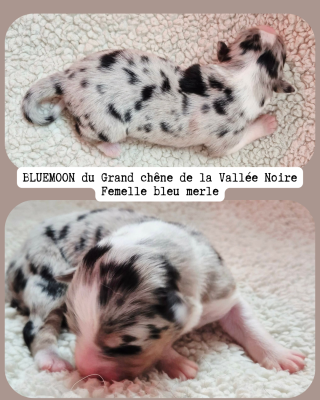 Les chiots de Berger Australien