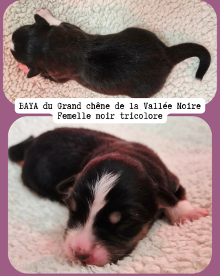 Les chiots de Berger Australien
