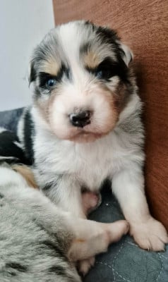 Les chiots de Berger Australien
