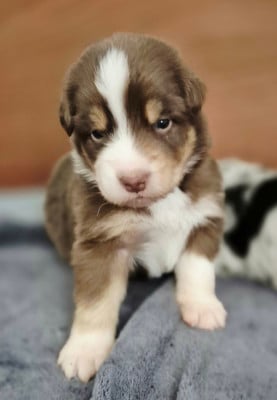 Les chiots de Berger Australien