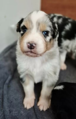 Les chiots de Berger Australien
