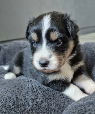 Les chiots de Berger Australien