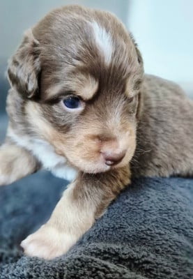 Les chiots de Berger Australien