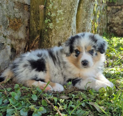 Les chiots de Berger Australien