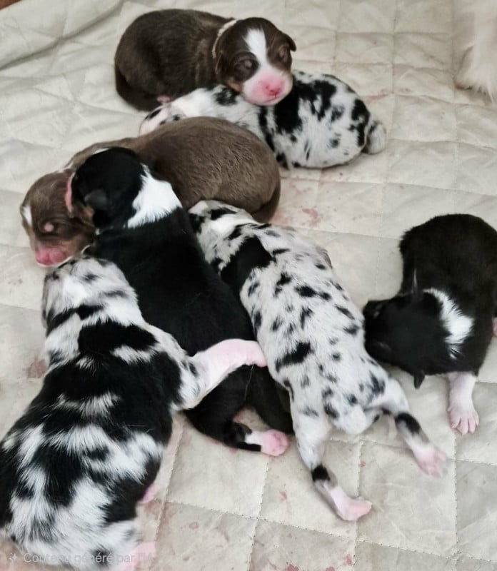 Berger Australien - Du Grand Chêne De La Vallée Noire