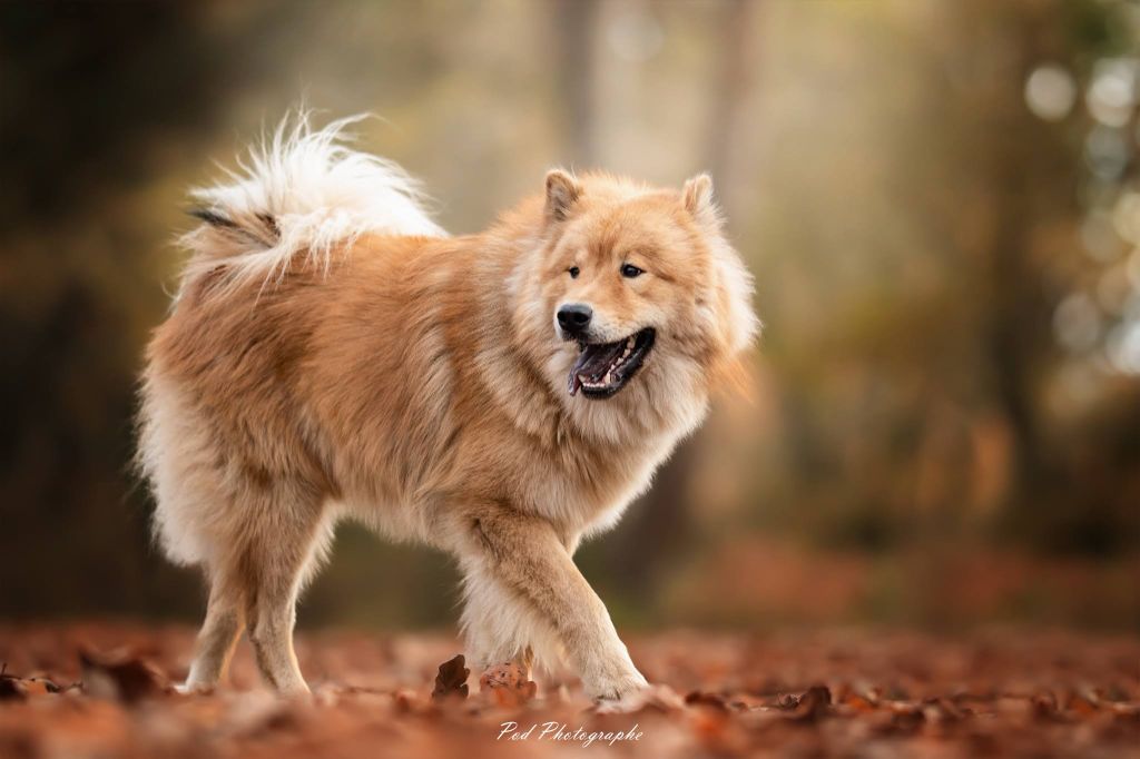 Sinaï Du Domaine Des Hugoux