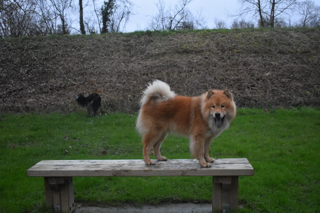 Sinaï Du Domaine Des Hugoux