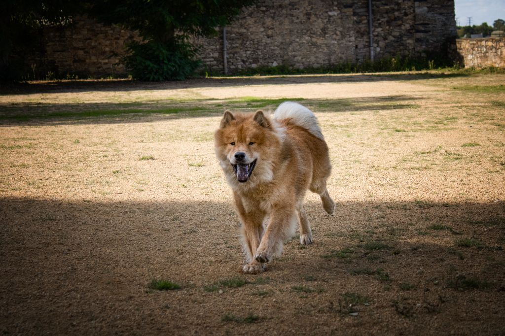 Sinaï Du Domaine Des Hugoux