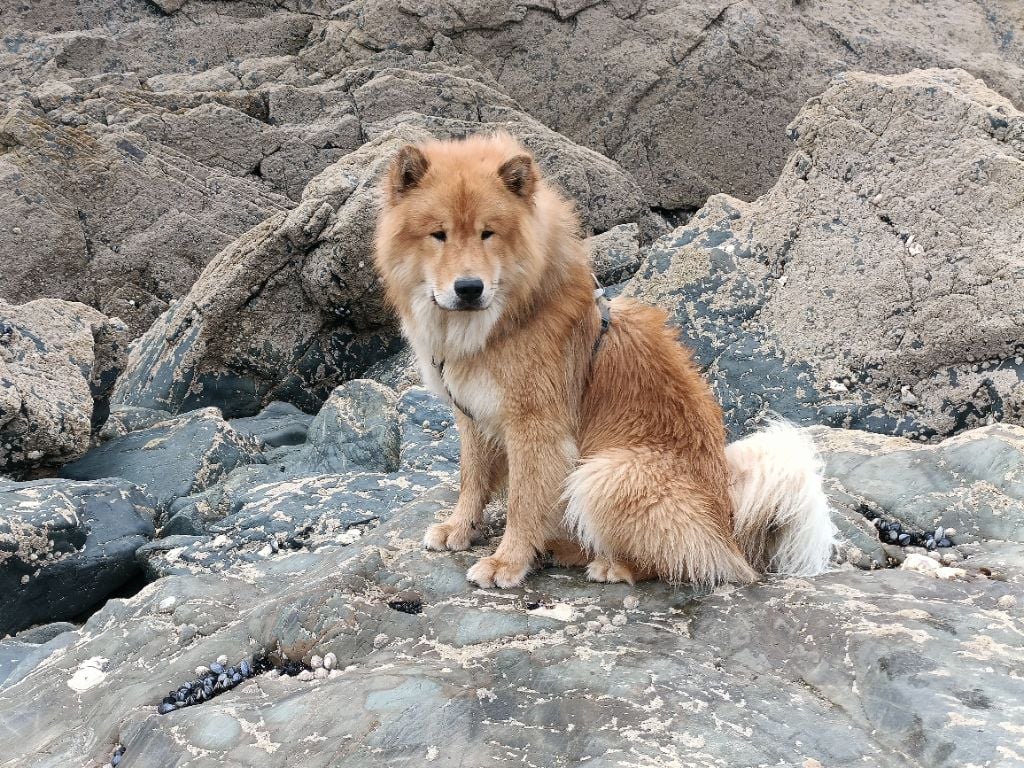 Sinaï Du Domaine Des Hugoux