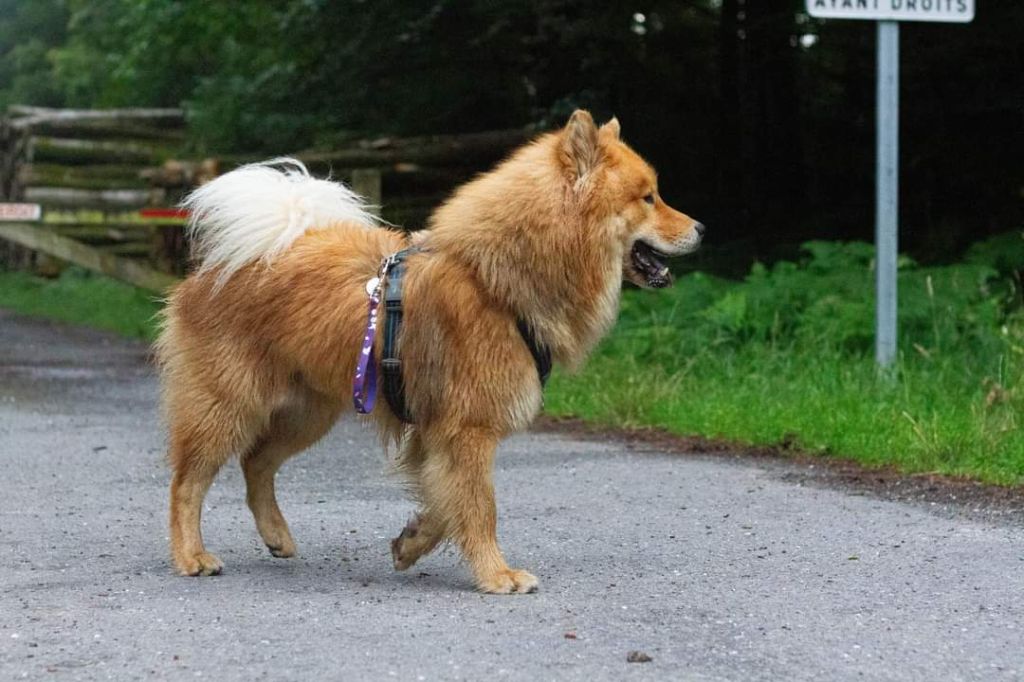 Sinaï Du Domaine Des Hugoux