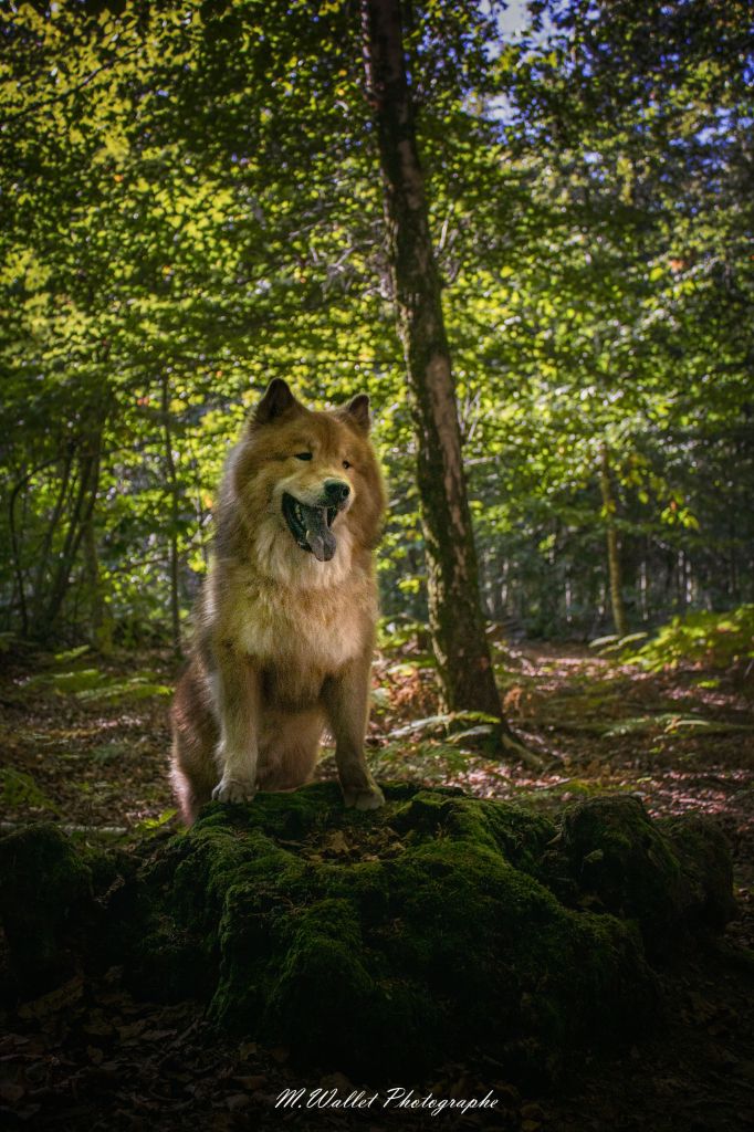 Sinaï Du Domaine Des Hugoux