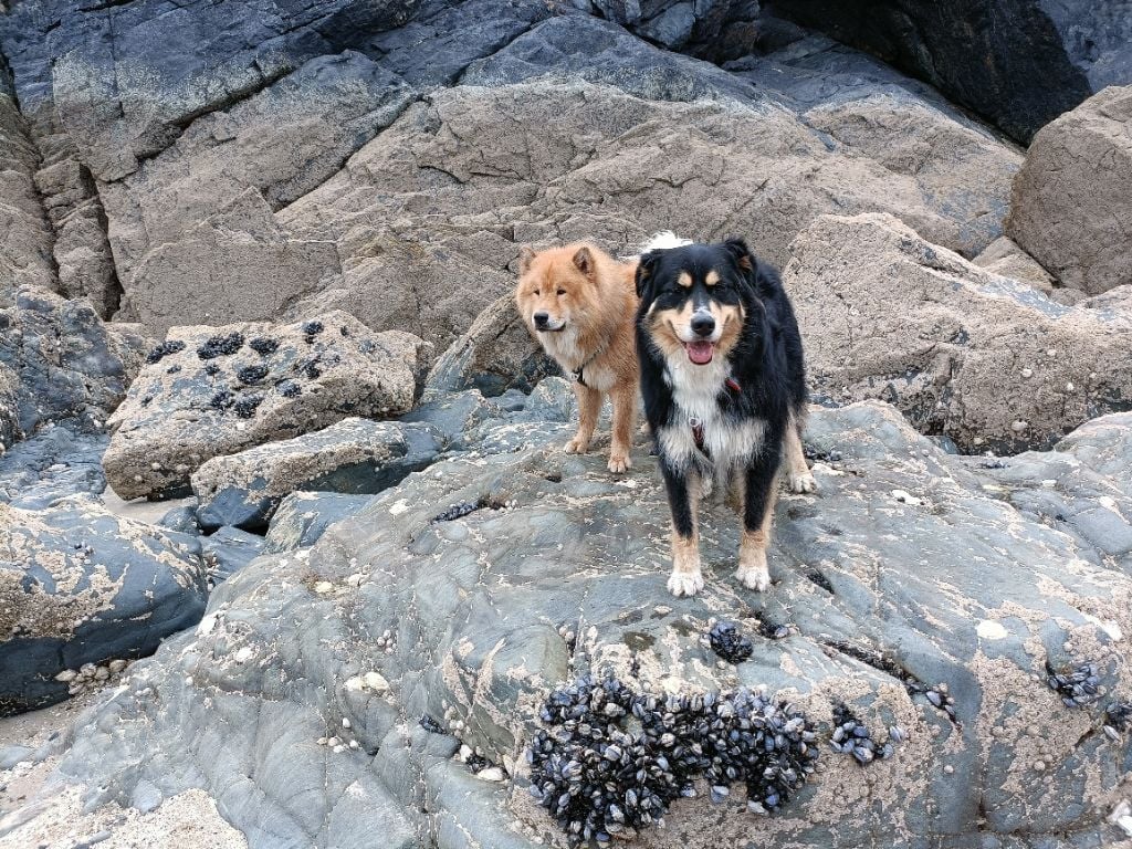 Sinaï Du Domaine Des Hugoux