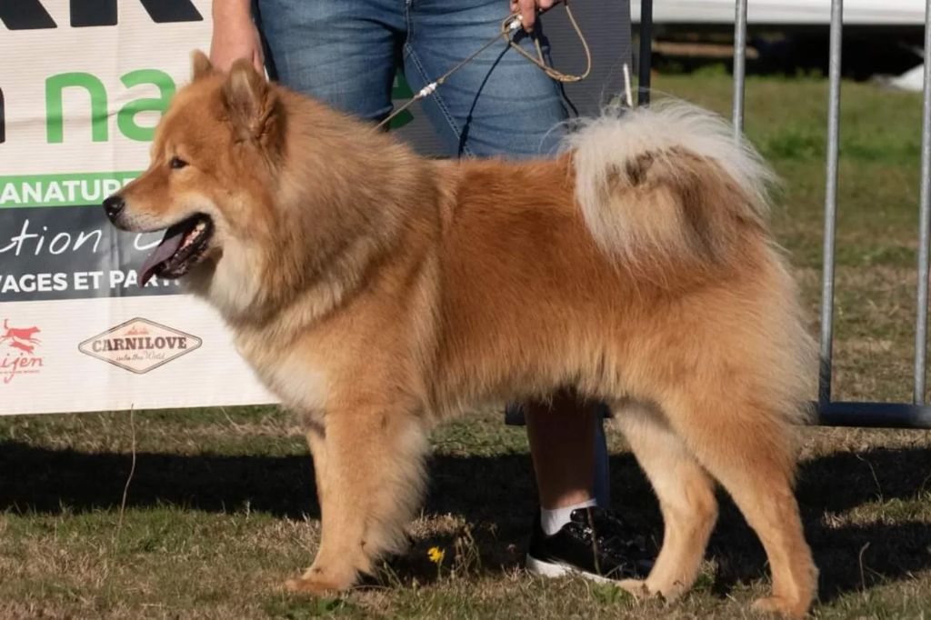 Sinaï Du Domaine Des Hugoux