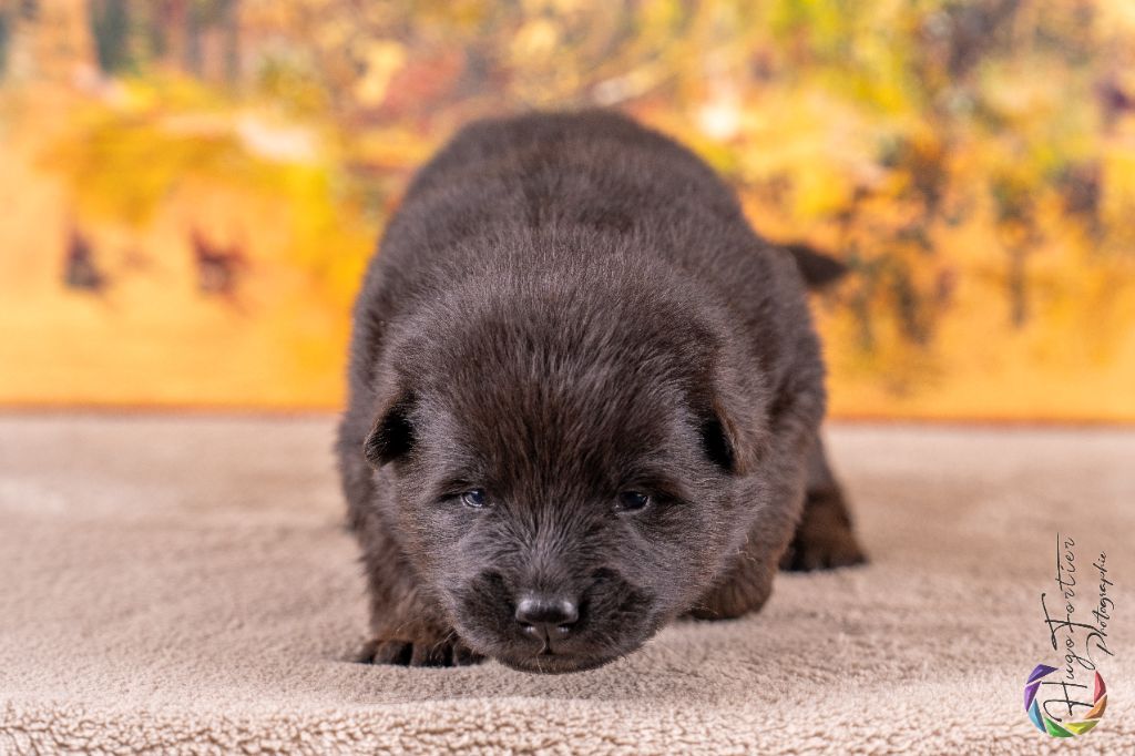 Valka qi'rim Des Délices De Beltaine