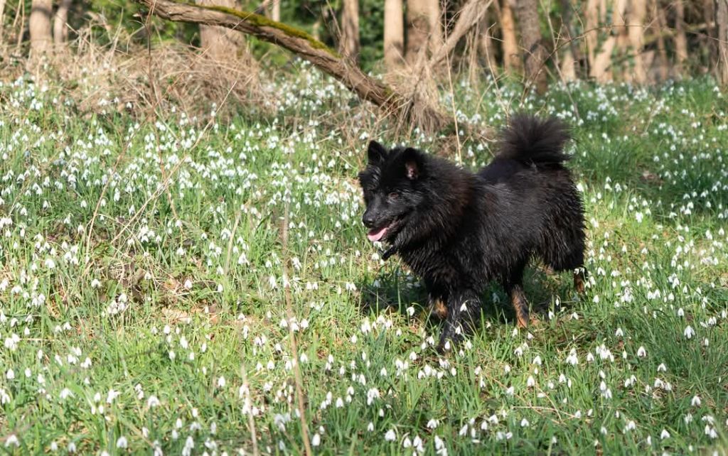 Valka qi'rim Des Délices De Beltaine