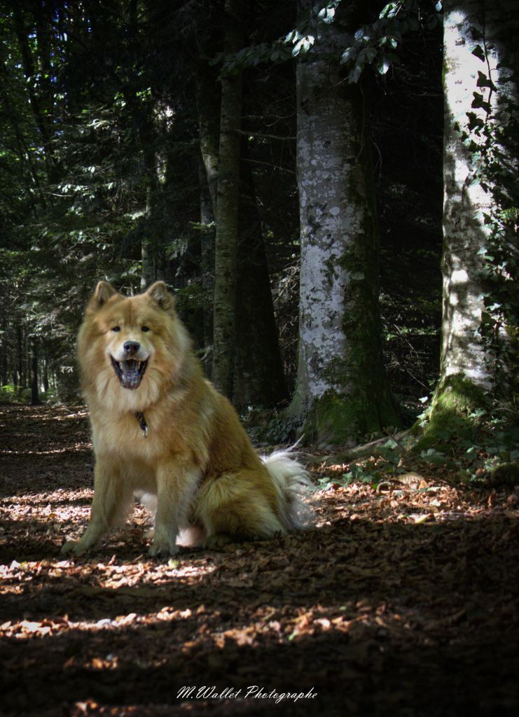 Sinaï Du Domaine Des Hugoux