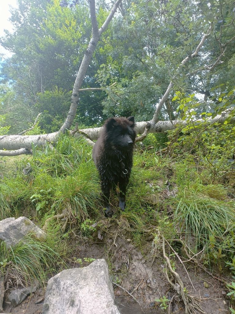 Valka qi'rim Des Délices De Beltaine