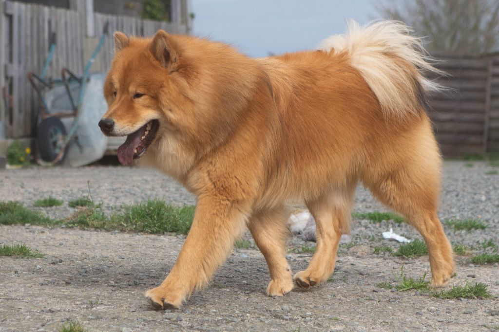 Sinaï Du Domaine Des Hugoux