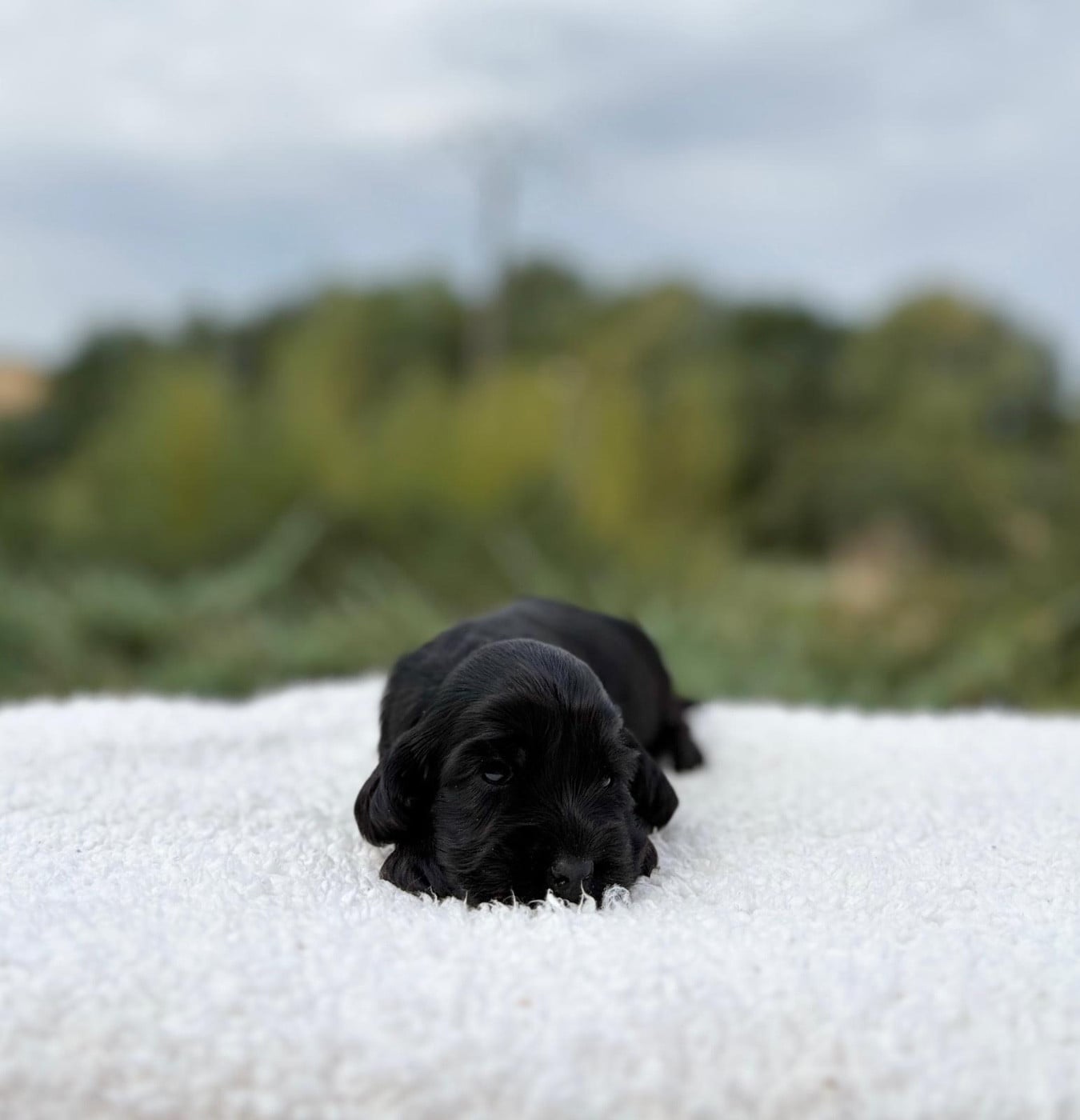 Bianca