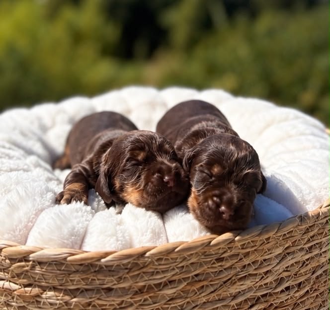 Mâle chocolat et feu - Cocker Spaniel Anglais
