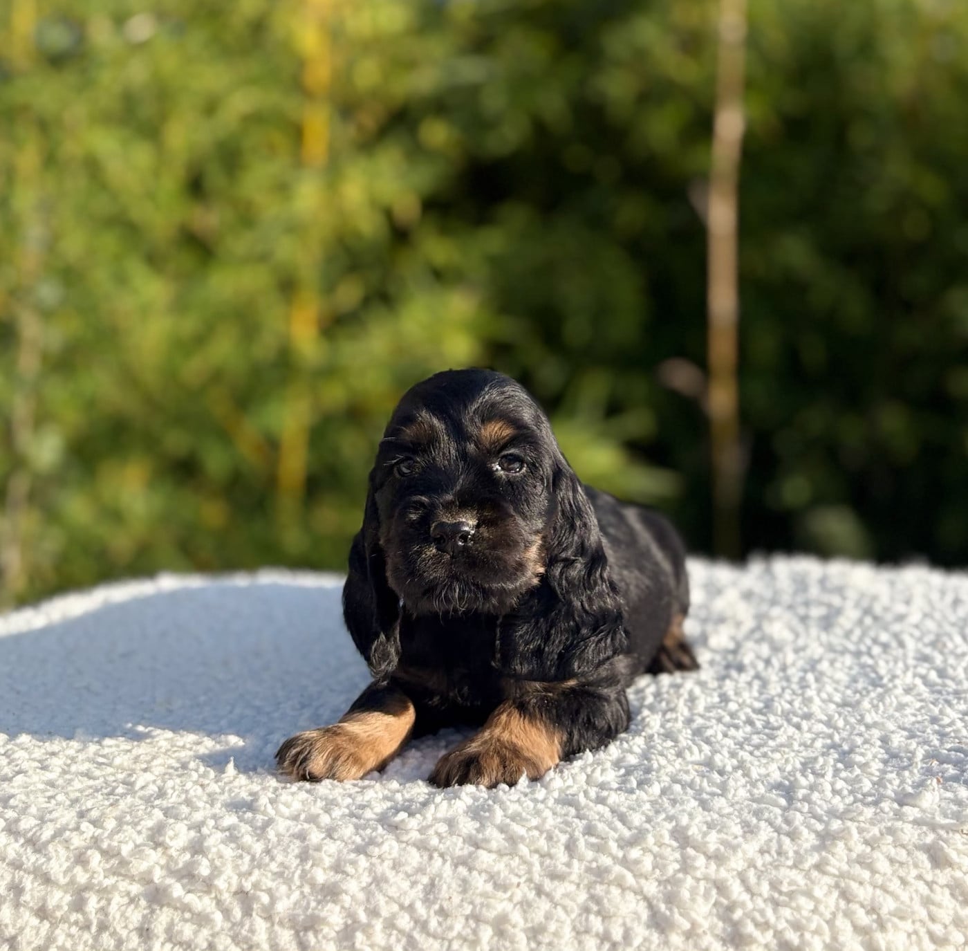 Cocker Spaniel Anglais - Du Clan De La Truffe D'or