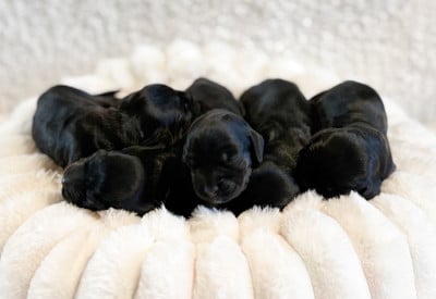 Les chiots de Cocker Spaniel Anglais