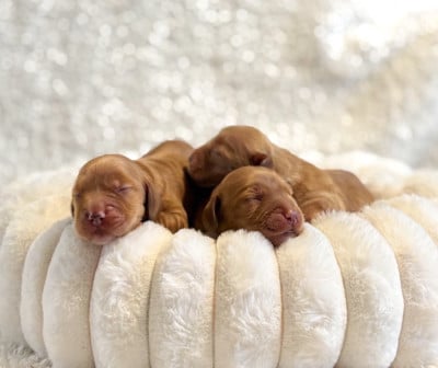 Les chiots de Cocker Spaniel Anglais