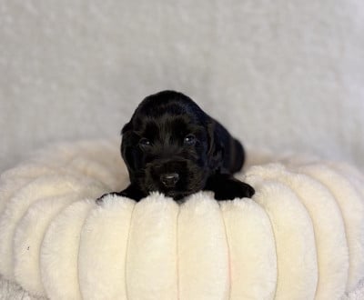 Les chiots de Cocker Spaniel Anglais