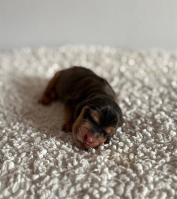 Les chiots de Cocker Spaniel Anglais