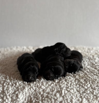 Les chiots de Cocker Spaniel Anglais