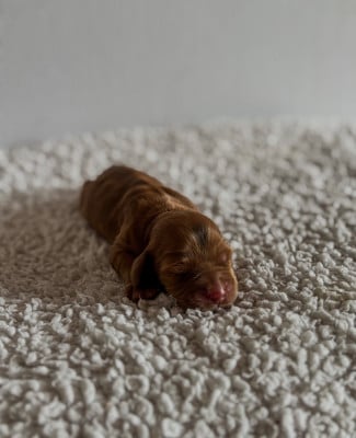 Les chiots de Cocker Spaniel Anglais