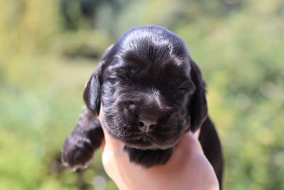 Les chiots de Cocker Spaniel Anglais