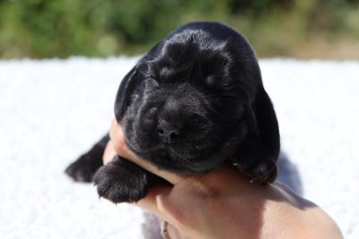 Les chiots de Cocker Spaniel Anglais