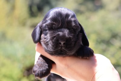 Les chiots de Cocker Spaniel Anglais