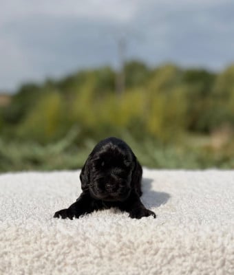 Les chiots de Cocker Spaniel Anglais