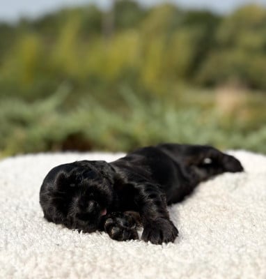 Les chiots de Cocker Spaniel Anglais