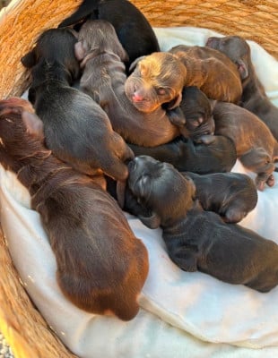 Cocker Spaniel Anglais