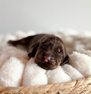 Les chiots de Cocker Spaniel Anglais