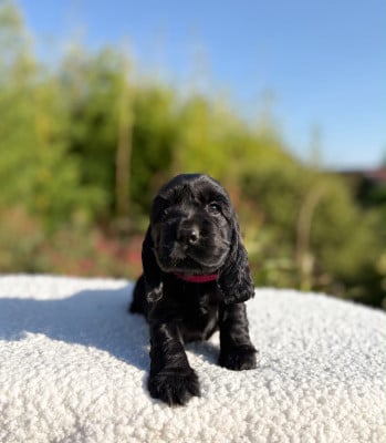 Les chiots de Cocker Spaniel Anglais