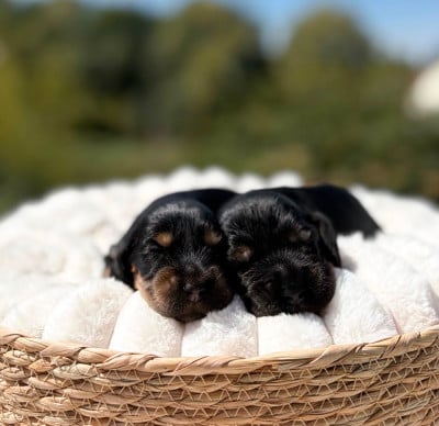 Mâle noir et feu - Cocker Spaniel Anglais