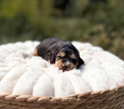 Mâle zibeline - Cocker Spaniel Anglais